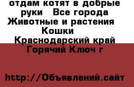 отдам котят в добрые руки - Все города Животные и растения » Кошки   . Краснодарский край,Горячий Ключ г.